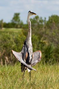 Dancing Heron